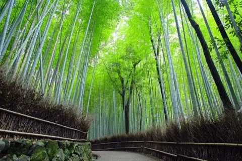 The Sagano Bamboo Grove trail.