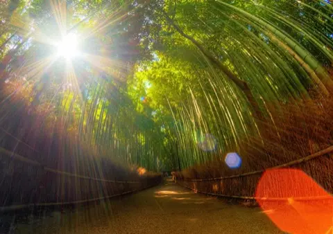 Sunlight bursting through the bamboo canopy.