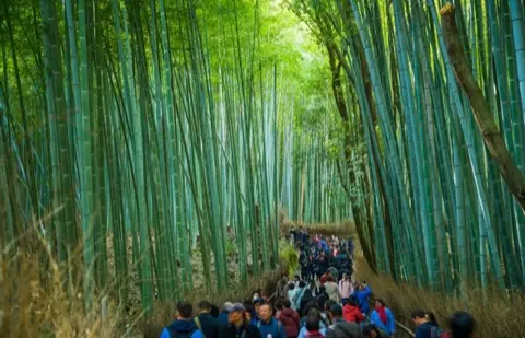 Walking the main pathway through the grove.