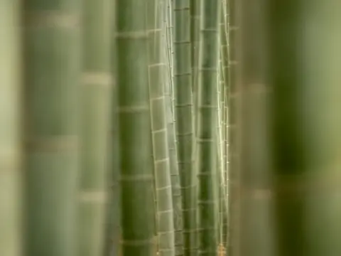 Close-up of the towering bamboo stalks.