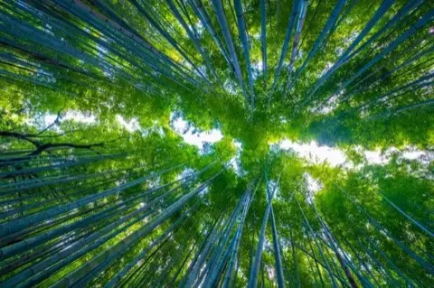 Bamboo stalks reaching skyward.
