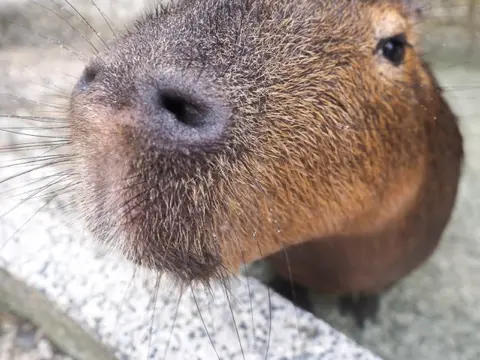 A close-up of one of the resident capybaras.