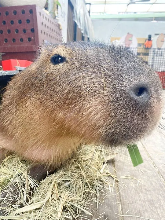 A visitor petting a capybara up close during the enclosure visit.