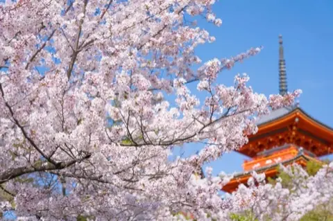 The pagoda framed by maple trees.
