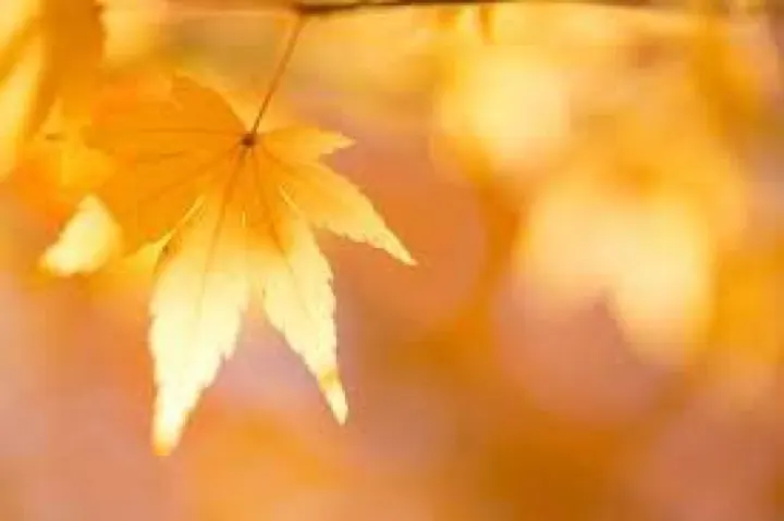Hand-harvesting the maple leaves used to make momiji tempura.