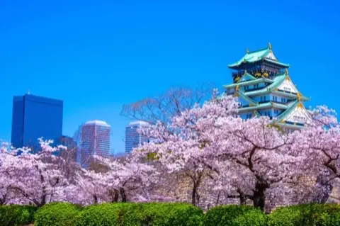 Nishinomaru Garden with cherry blossoms.