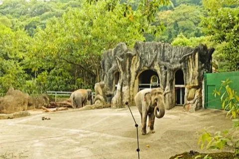 Asian elephants in the Tropical Rainforest area.