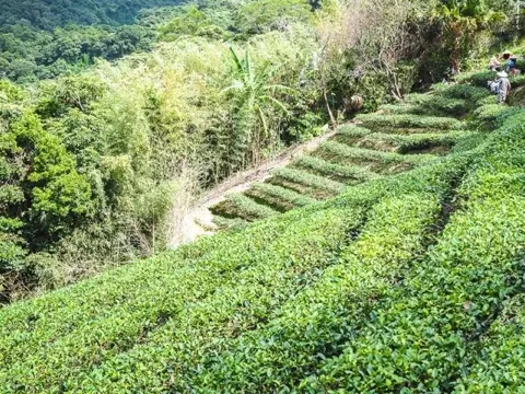 Terraced tea plantations at Maokong.
