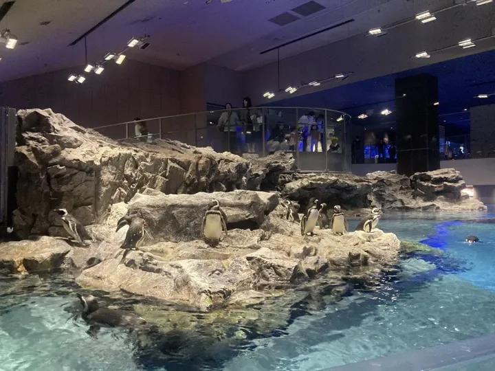 The open-air penguin pool at Sumida Aquarium, in Tokyo Solamachi at the base of the tower.