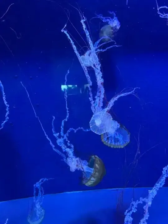 One of Sumida Aquarium's jellyfish tanks, part of its collection of about 700 jellyfish.